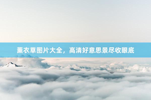 薰衣草图片大全，高清好意思景尽收眼底